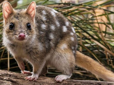 quoll writer reddit  Offers you to split chapters, parts